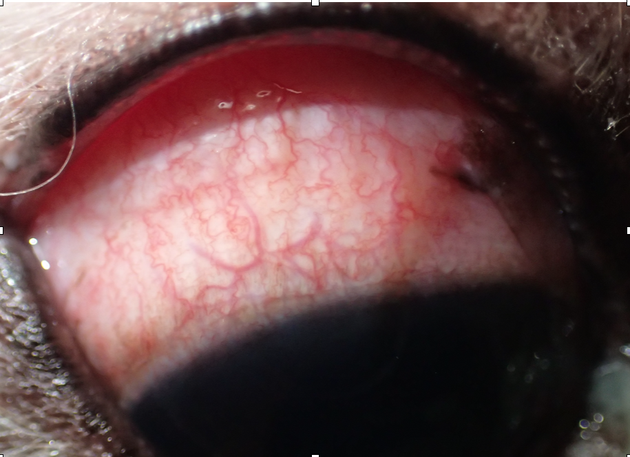 目の病気について 1 病気のサインに気が付こう インフォメーション 八ツ木の丘動物病院